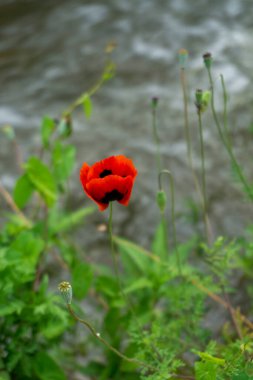 Düşmüş yapraklı gelinciklerin arasında çiçek açan kırmızı bir gelincik. Arkaplanda akan bulanık nehir