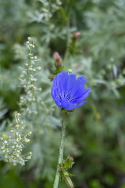 Yeşil çimlerin önünde parlak mavi hindiba çiçeği. Cichorium İntybus