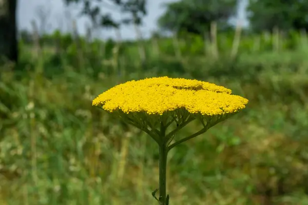 stock image Yarrow (Achillea millefolium) yellow flowering plant. Green grass and trees on background. Contryside, Georgia.