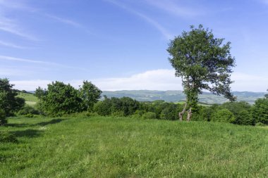 Güzel bir ağacı olan çalılarla çevrili bir çim tarlası. Dağlar, bulutlu mavi gökyüzü