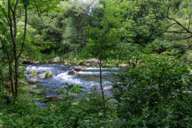 Ormandaki dağ nehri ağaçların ve çalıların arasında. Tsalka Kanyonu, Georgia