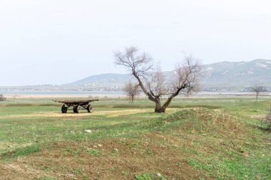 Yaprakları olmayan kuru bir ağaç ve yeşil çim tarlasında araba tekerlekleri olan bir el arabası. Kumisi Gölü ve arka planda bir köy.