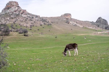 Kahverengi saçlı bir eşek bir iple bağlanır ve taze otlarla dolu bir tarlada otlar. Arka planda eski bir kalenin dağları ve kalıntıları var.