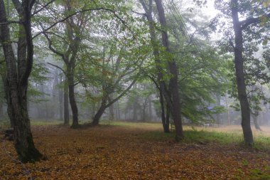 Bir sonbahar ormanında, portakal yapraklarından bir halının üzerindeki ağaçlar sisli bir zemine karşı.