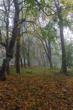 Autumn forest after rain, yellow leaves and approaching fog clipart