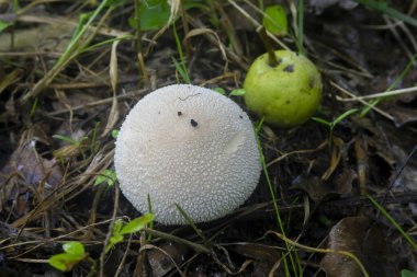 A white mushroom in the form of a rough ball on the grass. Blurred wild green apple on background. clipart