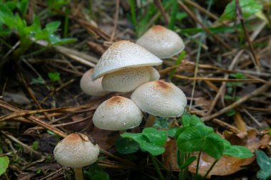 Çimenlerin üzerinde kahverengi noktalı birkaç beyaz mantar. Leucoagaricus, Lepiota cristata.