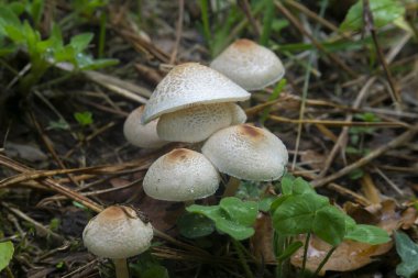 Several white mushrooms with a brown spot on the cap in the grass. Leucoagaricus, Lepiota cristata. clipart