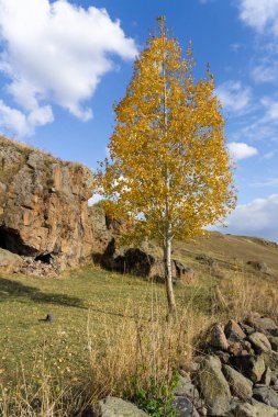 Birch tree with golden leaves near the rock. Colorful autumn colors clipart