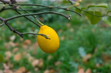 Yapraksız bir dalda sarı olgun limon. Arka planda bulanık çimenler