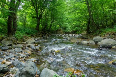 Ormandaki dağ nehri ağaçların arasında. Kıyılarda ve sularda kocaman taşlar var.