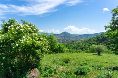 Çimlerin üzerinde beyaz çiçekler açan bir çalı. Köy, dağlar ve arka planda parlak gökyüzü