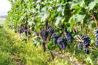 Birkaç demet olgun siyah kırmızı Shavkapito üzümü, asmanın yaprakları ve gövdeleri arasında güneş ışığıyla aydınlatılmış.