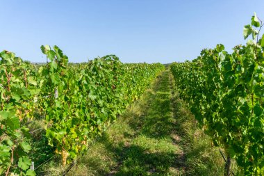 Üzüm bağında sıralanmış üzüm bağları. Üzüm kümeleri ve yapraklar görülebilir. Gökyüzü açık.