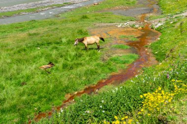 Mineral yayı ile Terek Nehri arasında bir at ve tay. Tuz ve kaynak suyun kahverengi rengi