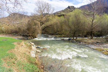 Hızlı dağ nehri Tedzami çalıların ve ağaçların arasından akar. Suyun yeşil bir rengi var. Arka planda dağlar var..