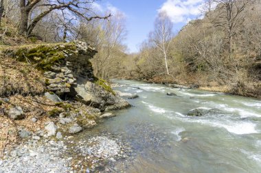 Hızlı dağ nehri Tedzami çalıların ve ağaçların arasından akar. Suyun yeşil bir rengi var. Arka planda dağlar var..