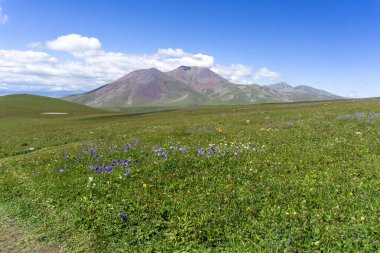 Green field with purple flowers. Big and Small Abuli Mountains, mountain range, sky with clouds in the background clipart