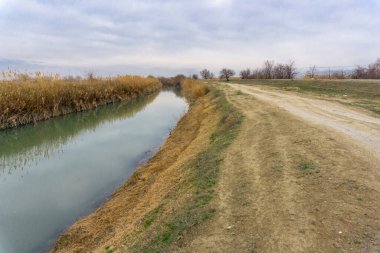 Bir su çukuru toprak yol boyunca akar. Kıyıda yoğun sarı uzun çimenler. Yapraksız ağaçlar.