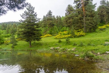 Kozalaklı ağaçların arasında küçük bir göl. Yeşil çimenli ve sarı yapraklı bir çayır. Yansımalı pürüzsüz su