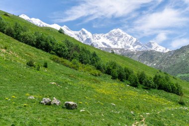 Yeşil çimlerle, sarı çiçeklerle ve ağaçlarla kaplı dik bir dağ yamacı. Arka planda Tetnuldi dağı karla kaplı.