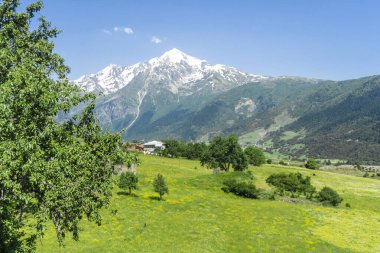 Parlak sarı çiçekli yeşil tarla. Ormanla kaplı dağ yamaçları. Tetnuldi Dağı karla kaplı.