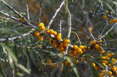 Hippophae or sea buckthorns on the branch. Bright yellow fruits, green leaves and torns. Autumn colors. Blurred background. clipart