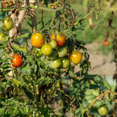 Bahçedeki bir dalda bir demet domates. Bazıları olgun, bazıları hala yeşil. Yeşil yapraklar, bulanık arkaplan