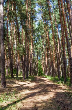 Güneşli bir gün, ağaçların gölgeleri ve orman yolu.