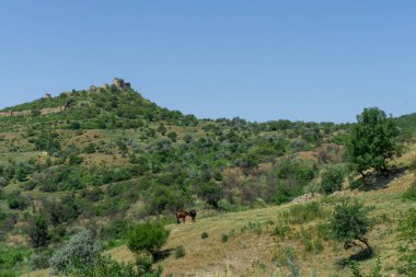 Tepedeki ortaçağ kalesinin kalıntıları. Çalılıklar ve tarlalar var. Ot yiyen iki at. Mavi parlak gökyüzü. Manavi, Georgia.