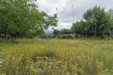 Sarı çiçekli bir açıklık. Ağaçlar ve çalılar var. Taş duvar. Tetralith. Samshvilde, Georgia