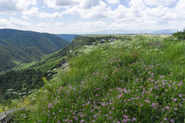 Uçurumun kenarında mor ve beyaz çiçekler. Ufukta bulutlar olan mavi gökyüzü. Tsalka Kanyonu, Georgia