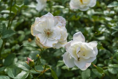 Çiçekli iki beyaz gül ve bir tomurcuk. Arkaplanda yeşil bulanık yapraklar