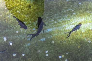 Havuzda üç balık, bozuk paraların üstünde suda yüzüyor.