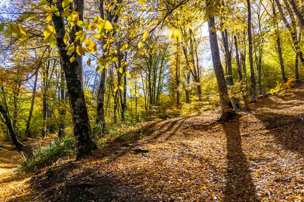 stock image The morning sun illuminates the trees in the forest with a warm light. Orange leaves lie on the ground like a carpet. Autumn colors