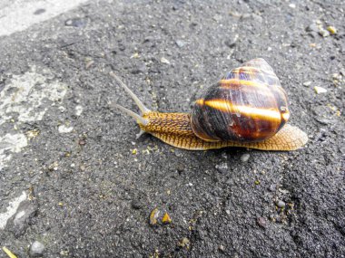Bahçe salyangozu ıslak asfaltta sürünür. Üst görünüm