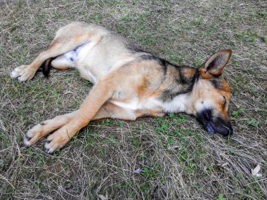 Açık kahverengi ve siyah köpek çimenlerde uyuyor. Shepherd, Labrador Retriever, Coyote mix.