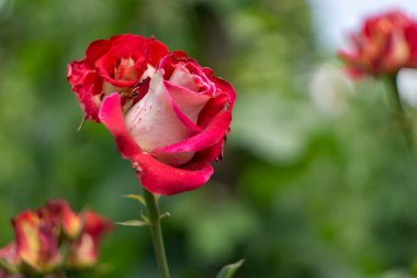 Çiçek açan açık pembe gül yeşil bulanık arka planda