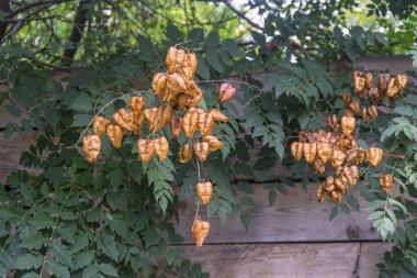 Brown bags of seeds on a tree. Golden Rain tree seeds pods. Koelreuteria Paniculata clipart