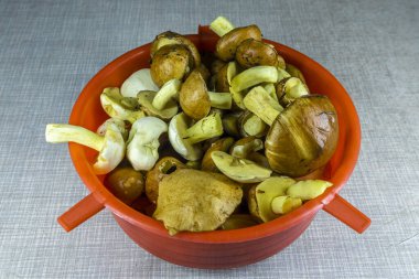 Küçük ve büyük taze boletus mantarı yığını. Ormanda, kırmızı bir kasede, bir ışık masasında toplanmış.