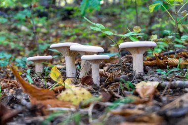 Ormanda kuru yaprakların üzerinde beş beyaz mantar. Klitocybe jeopatra, nebularis, infundibulicybe