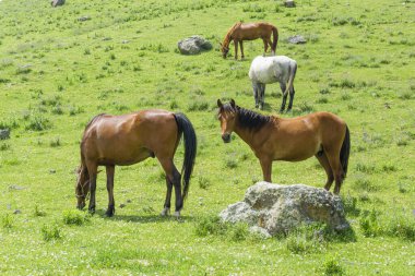 Bir beyaz ve üç kahverengi at bir dağ yamacında yeşil çimlerde otluyor. Tepe, kayalar ve mavi gökyüzü