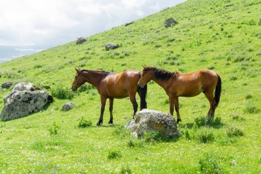 İki kahverengi at bir dağ yamacında yeşil çimlerde otluyor. Tepe, kayalar ve mavi gökyüzü