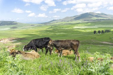 Birkaç inek bir dağın tepesindeki yeşil çimlerin üzerinde otluyor ve yatıyor. Arkaplanda tepeler ve dağ manzarası var. Bulutlu parlak gökyüzü