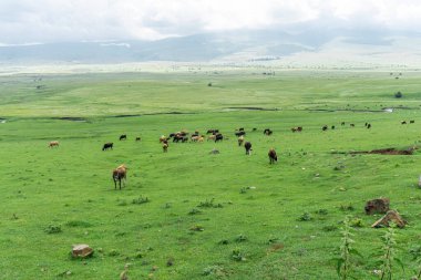 İnekler büyük yeşil bir alanda otluyor. Dağ manzarası ve arka planda bulutlar olan gökyüzü