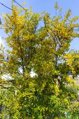 Autumn tree with pomegranate fruits with yellow leaves against bright blue sky clipart