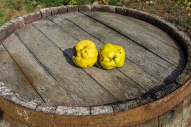 Paslı jantları olan eski bir meşe fıçısında iki olgun sarı-turuncu ayva.