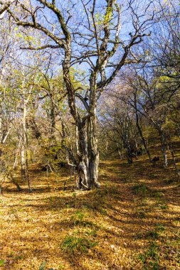 Ormana giden toprak yol. Sabah güneşi ağaçlardaki sonbahar yapraklarını aydınlatıyor. Altın renkler. Ağaç gövdeleri ve dalları