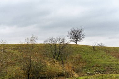 Bir tarlada yapraksız sonbahar ağaçları ve yeşil ve turuncu çimlerle kaplı bir tepede. Arka planda bulutlu bir gökyüzü