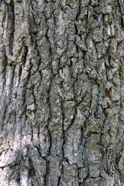 Çam ağacının kabuğu derin çatlaklarla ve kısmen yosunlarla kahverengidir.